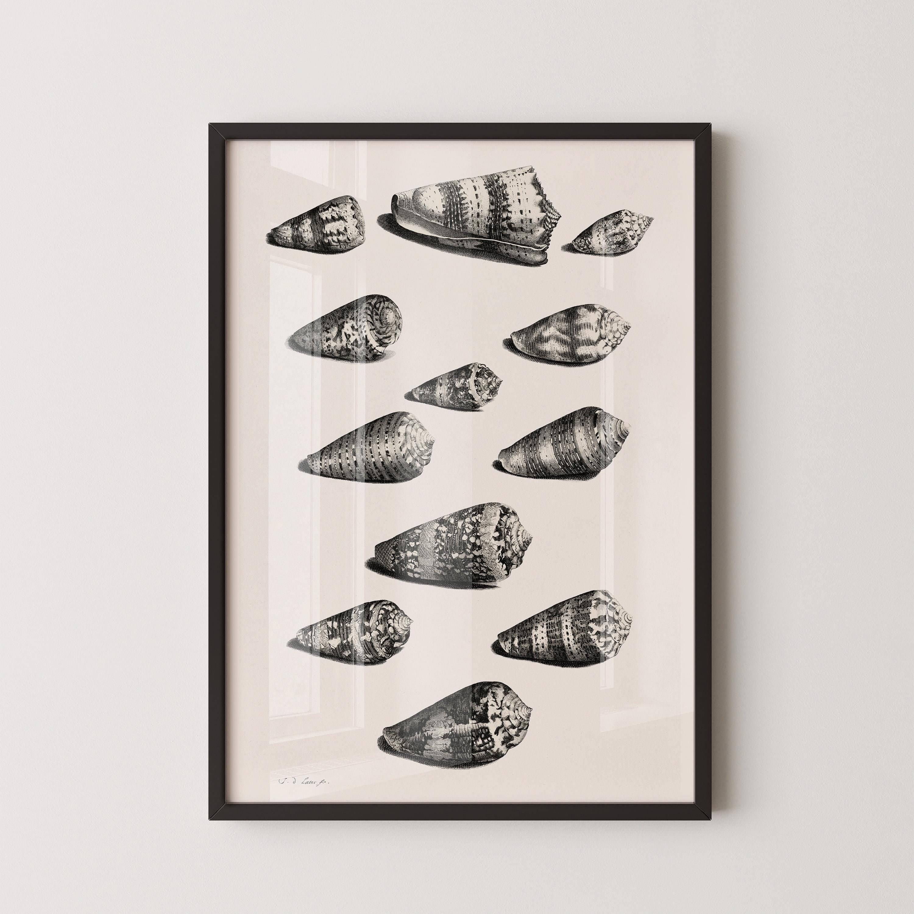 Maria Sybilla Merian - Shells | Famous Marine Life Sketch Art in Black and White