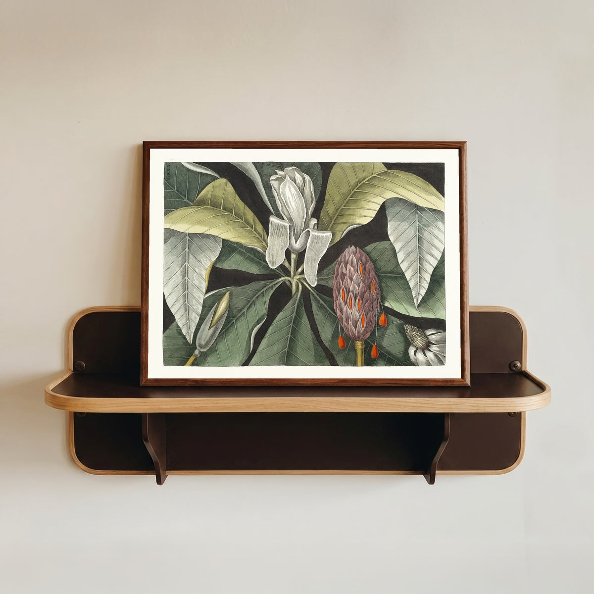 Framed art print of Umbrella Tree (Magnolia) by Mark Catesby, in a dark wood frame resting on a wall shelf