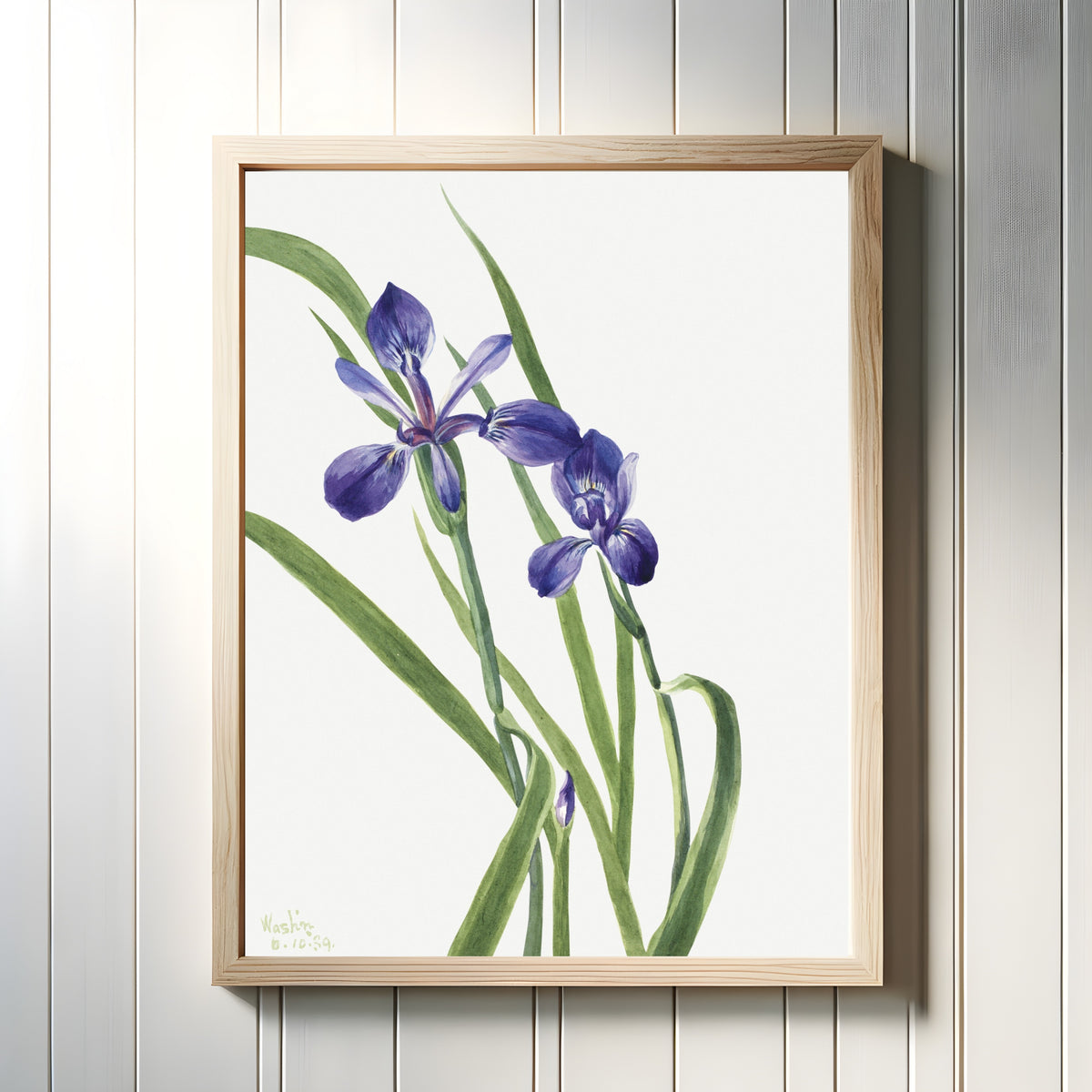 Framed art print of Iris (Iris species) by Mary Vaux Walcott, in a light wood frame on a white panelled wall