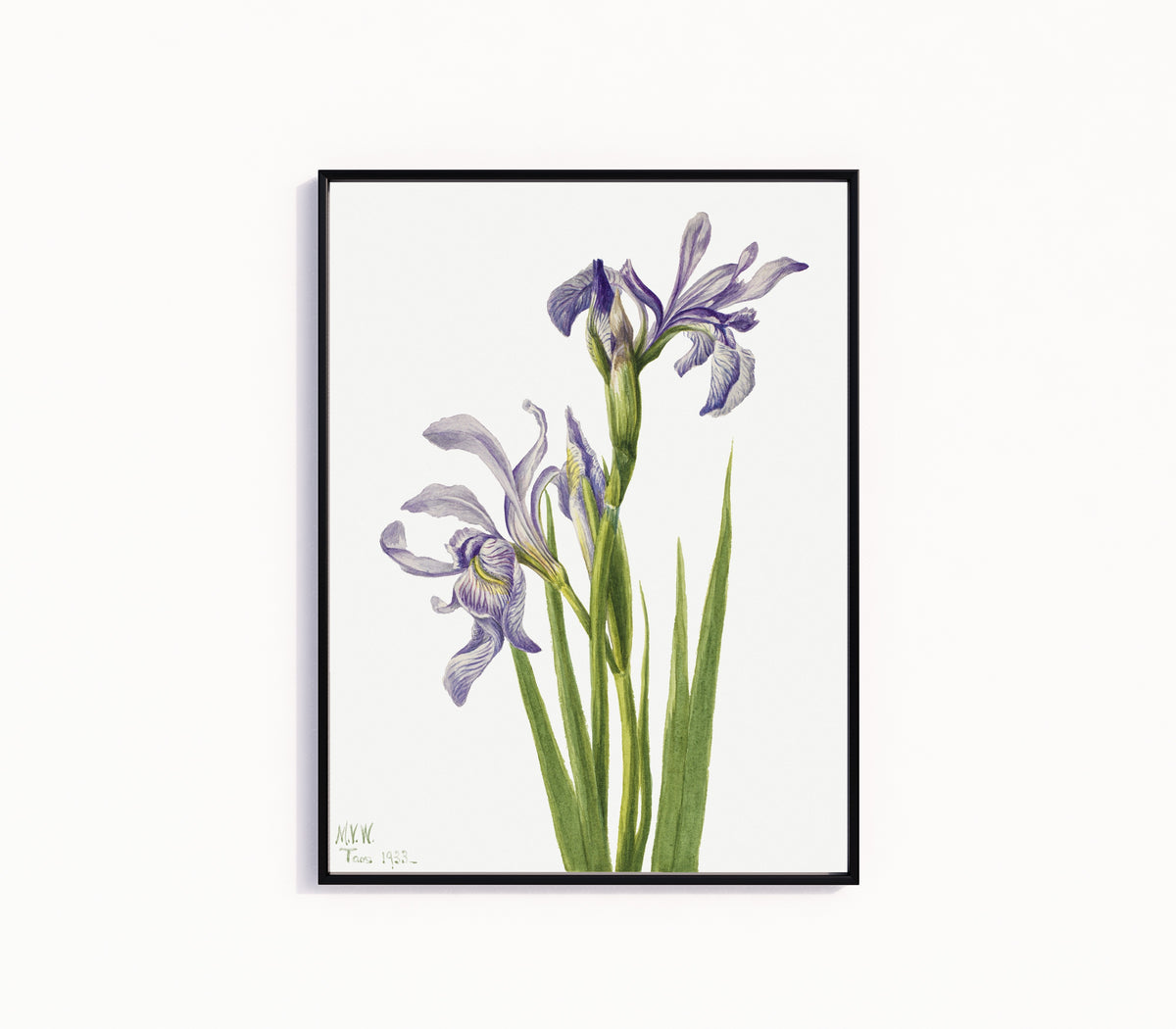 Framed art print of Western Blue Flag (Iris missouriensis) by Mary Vaux Walcott, in a slim black frame on a plain white wall