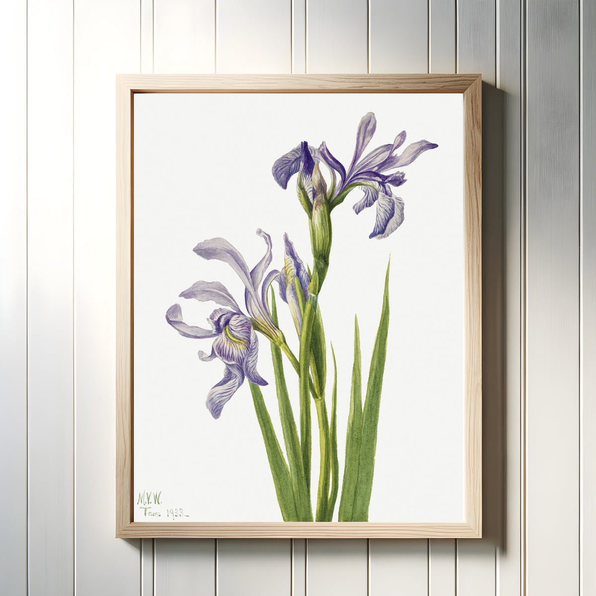 Framed art print of Western Blue Flag (Iris missouriensis) by Mary Vaux Walcott, in a light wood frame on a white panelled wall