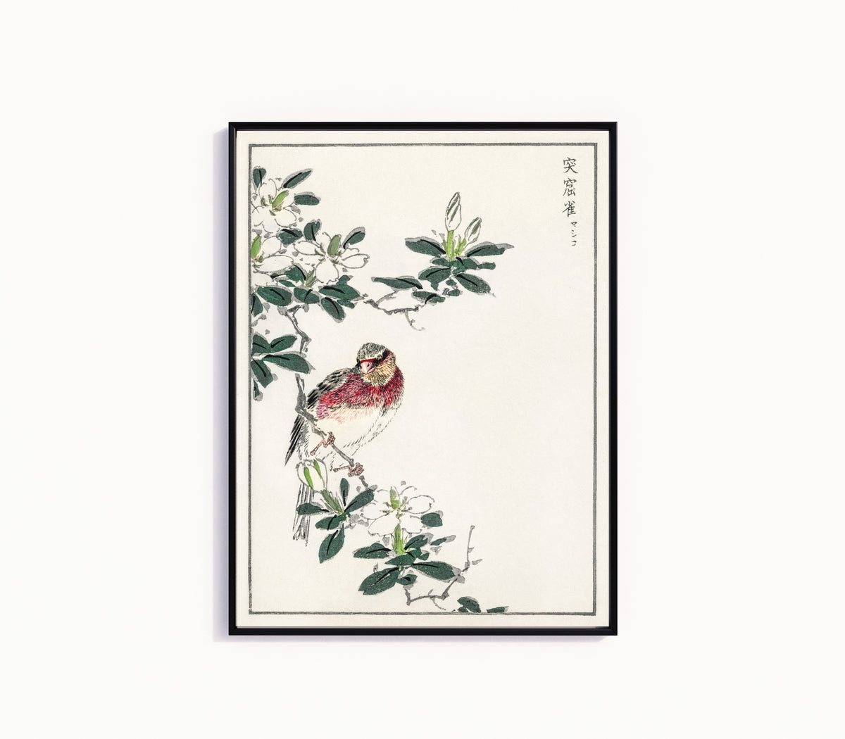 Framed art print of Japanese Long-tailed Rosefinch by Numata Kashū, in a slim black frame on a plain white wall
