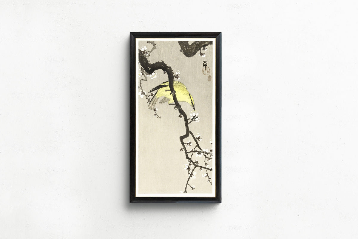 Ohara Koson — Chinese Oriole on Plum Blossom Branch | Japanese Bird & Flower Woodblock Print - 9ArtPrints