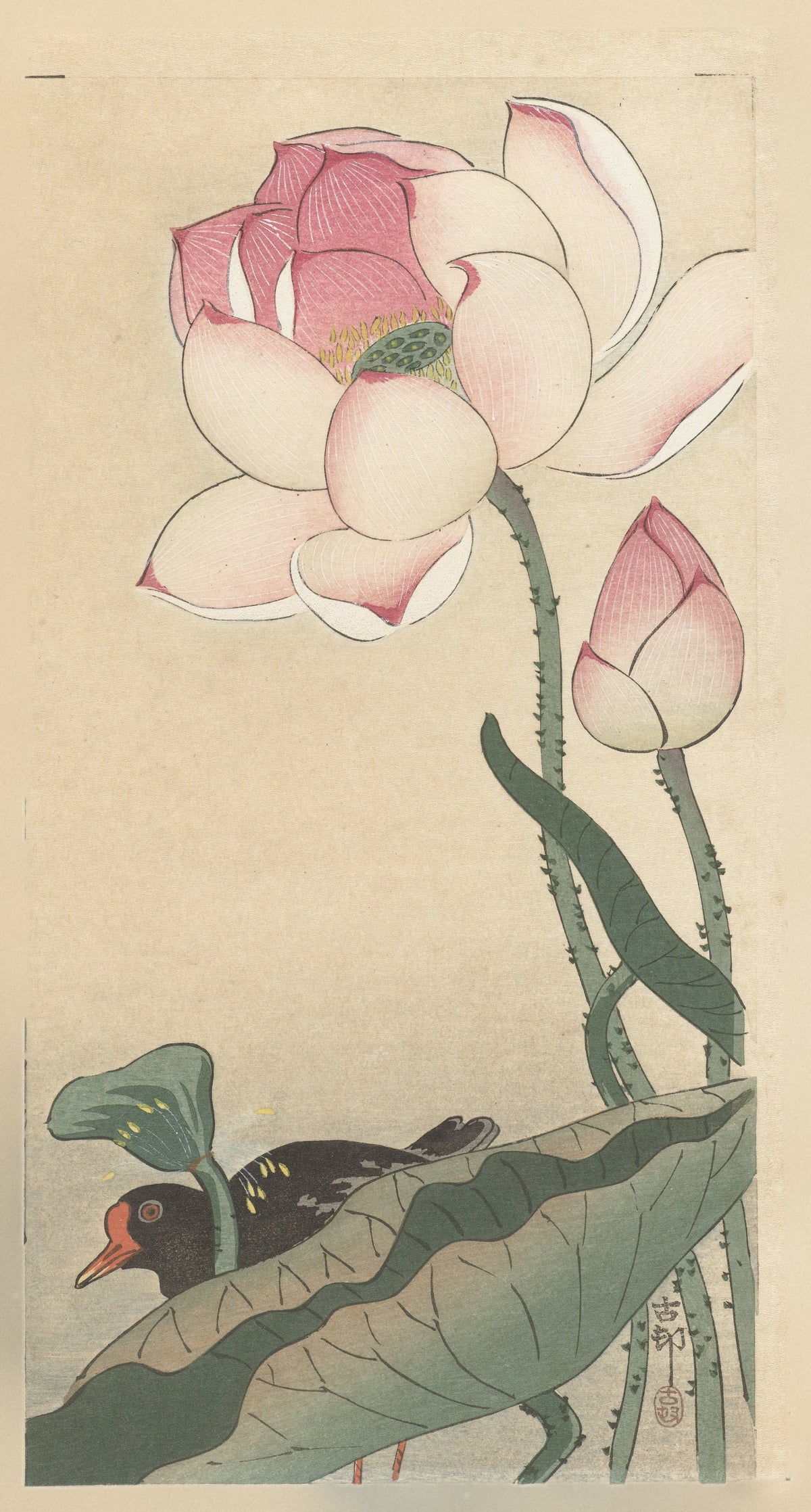 Ohara Koson — Gallinule with Lotus Flowers | Japanese Bird & Flower Woodblock Print - 9ArtPrints