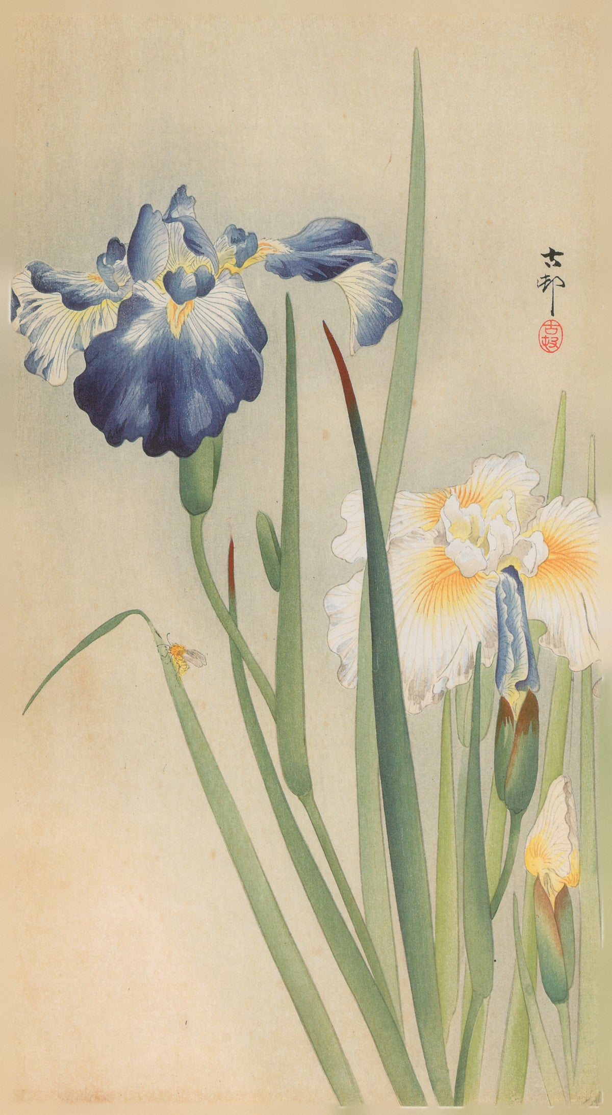 Iris and Bee by Ohara Koson — A bee rests on a leaf beneath tall iris blooms
