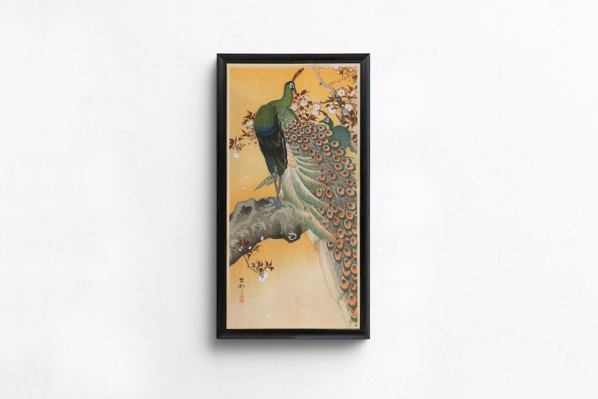 Pair of Peacocks on Cherry by Ohara Koson — in a slim black frame on a plain white wall