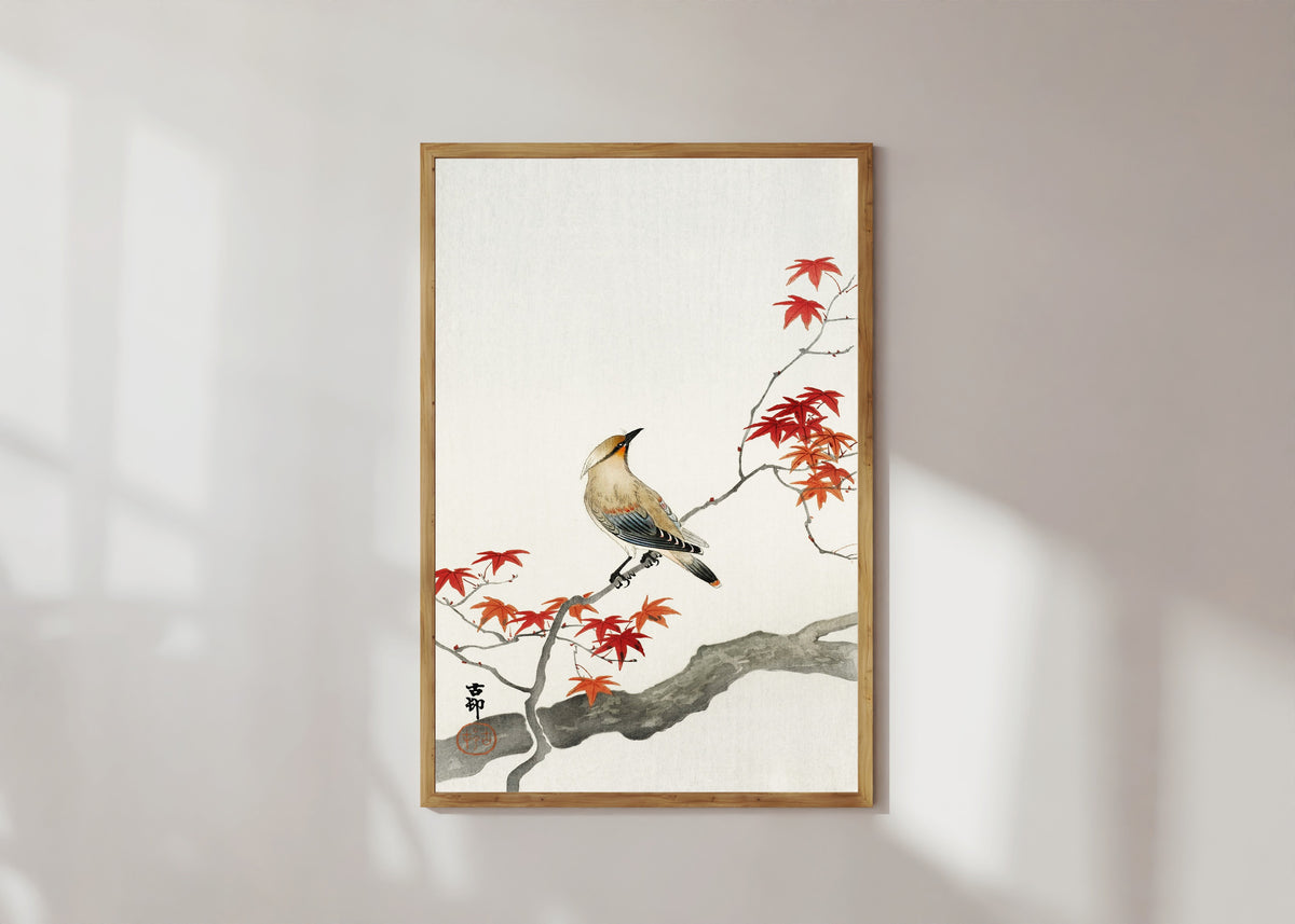 Framed art print of Waxwing on Maple by Ohara Koson, in a light wood frame on a sunlit white wall