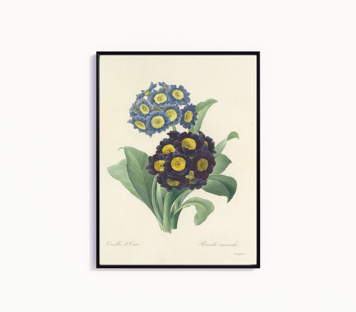 Framed art print of Choix des plus belles fleurs: Auricula by Pierre-Joseph Redouté, in a slim black frame on a plain white wall