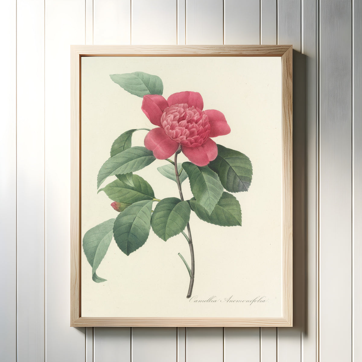 Framed art print of Choix des plus belles fleurs: Camellia Anemonefolia by Pierre-Joseph Redouté, in a light wood frame on a white panelled wall