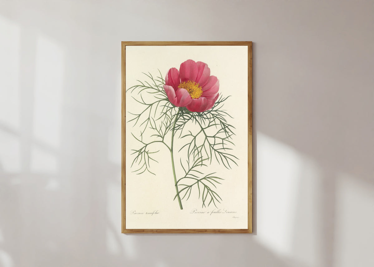 Framed art print of Choix des plus belles fleurs: Paeonia tenuifolia by Pierre-Joseph Redouté, in a light wood frame on a sunlit white wall
