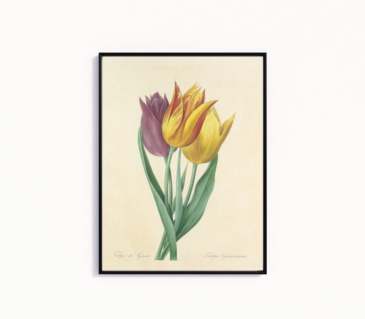 Framed art print of Choix des plus belles fleurs: Tulipa Gesneriana by Pierre-Joseph Redouté, in a slim black frame on a plain white wall