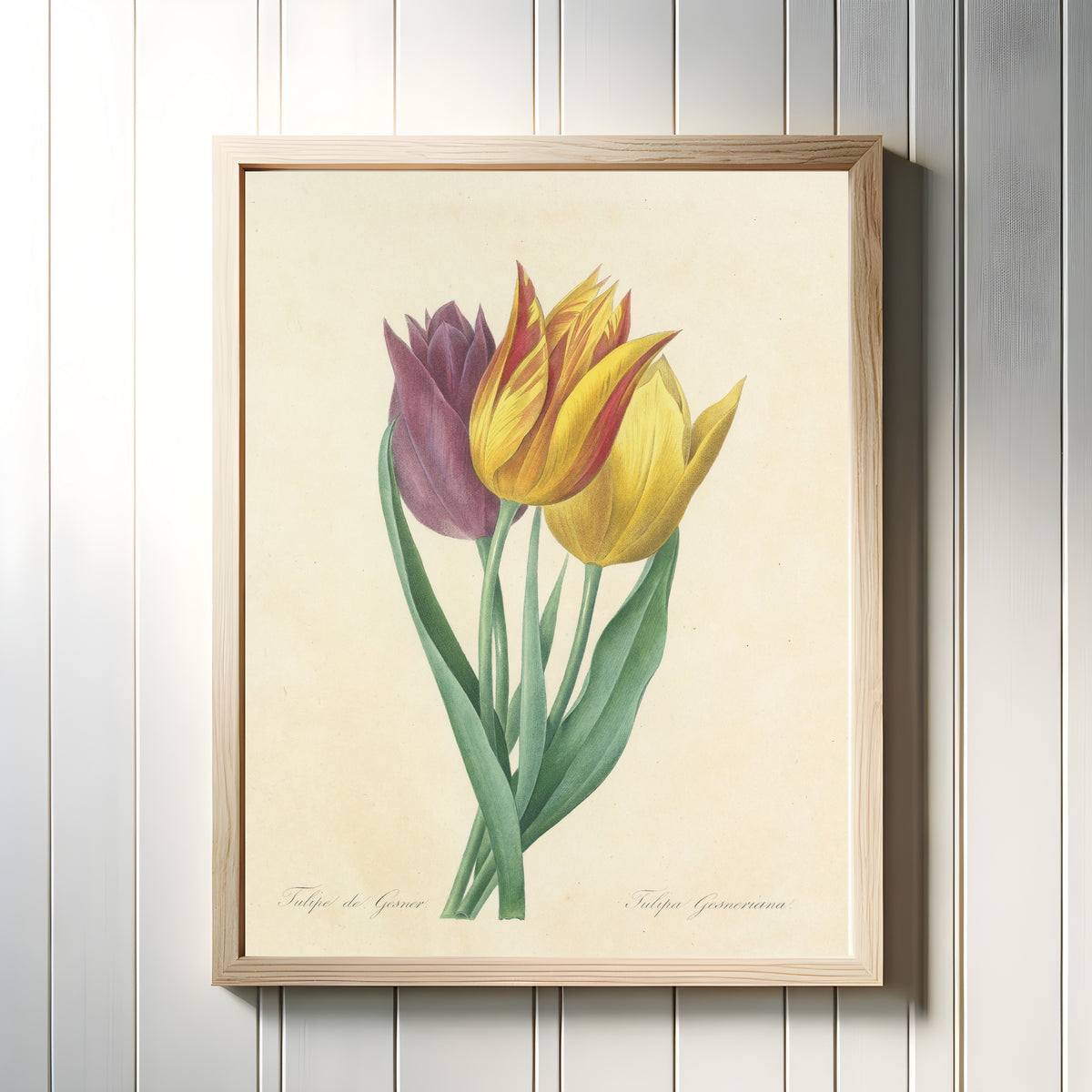 Framed art print of Choix des plus belles fleurs: Tulipa Gesneriana by Pierre-Joseph Redouté, in a light wood frame on a white panelled wall