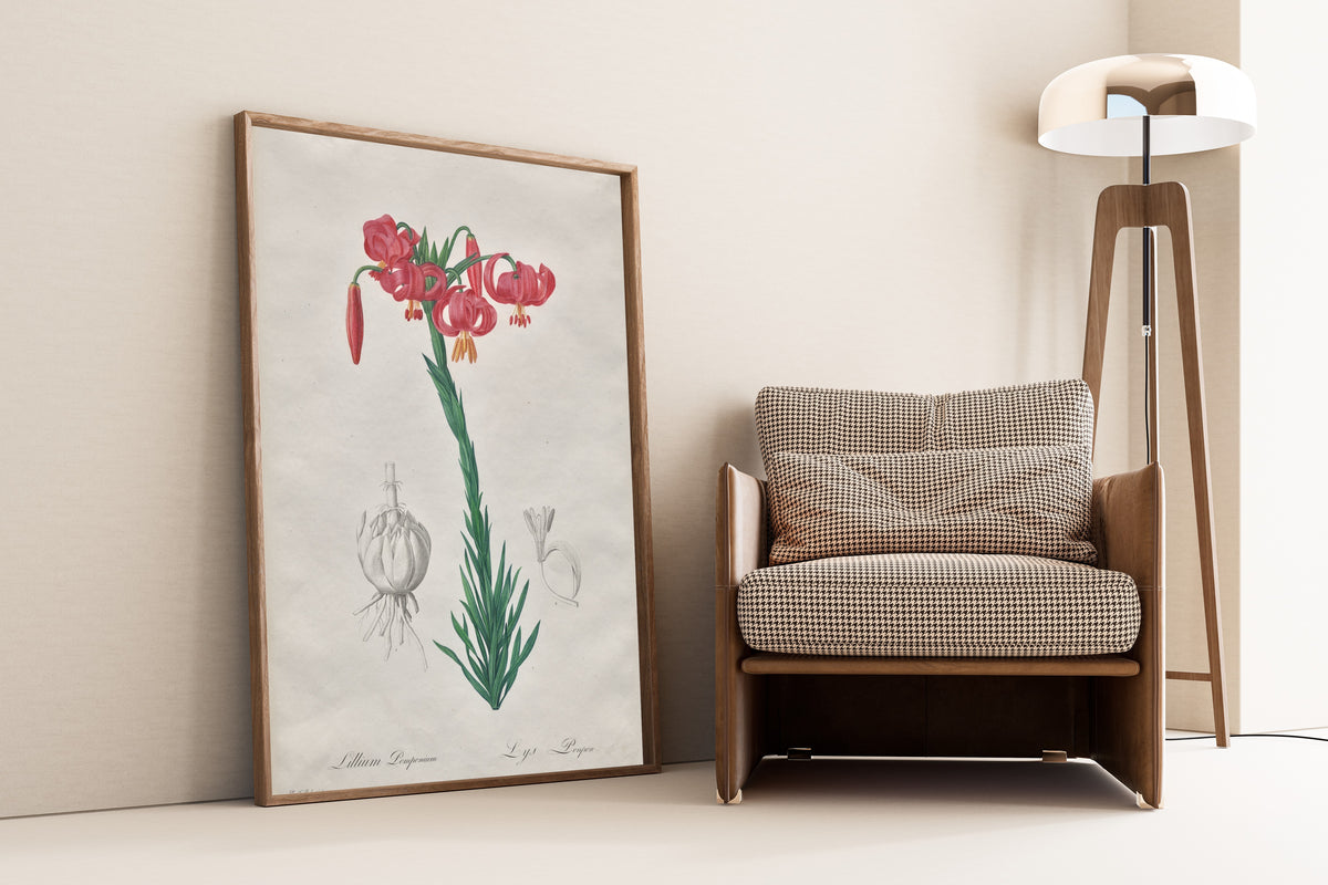 Pierre-Joseph Redouté — Les Liliacées: Lillium Pomponium (Turban Lily) | Botanical Illustration Print