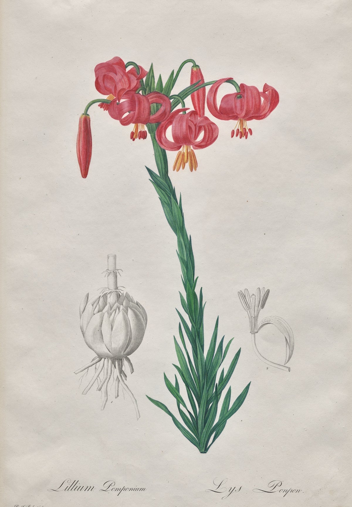 Pierre-Joseph Redouté — Les Liliacées: Lillium Pomponium (Turban Lily) | Botanical Illustration Print