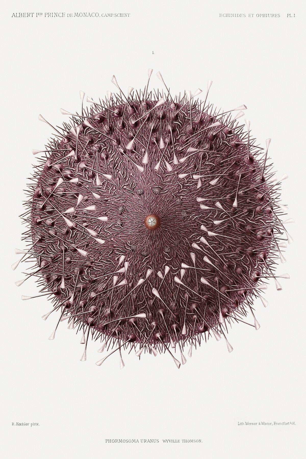 Prince Albert I (Illustr.) — Sea Urchin | Fine Art Print - 9ArtPrints