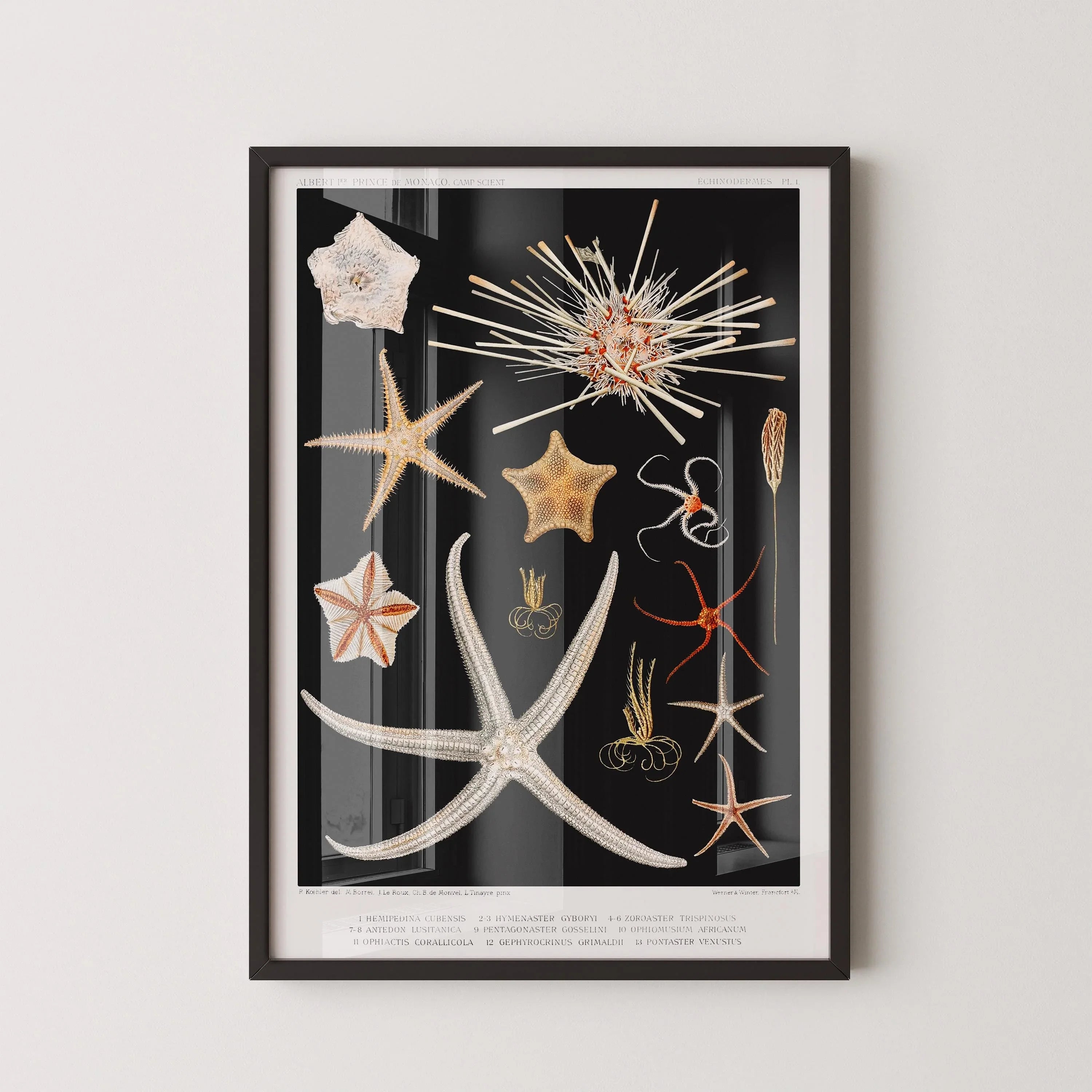 Prince Albert I - Starfish | Famous Marine Life Sketch Art in Black and White