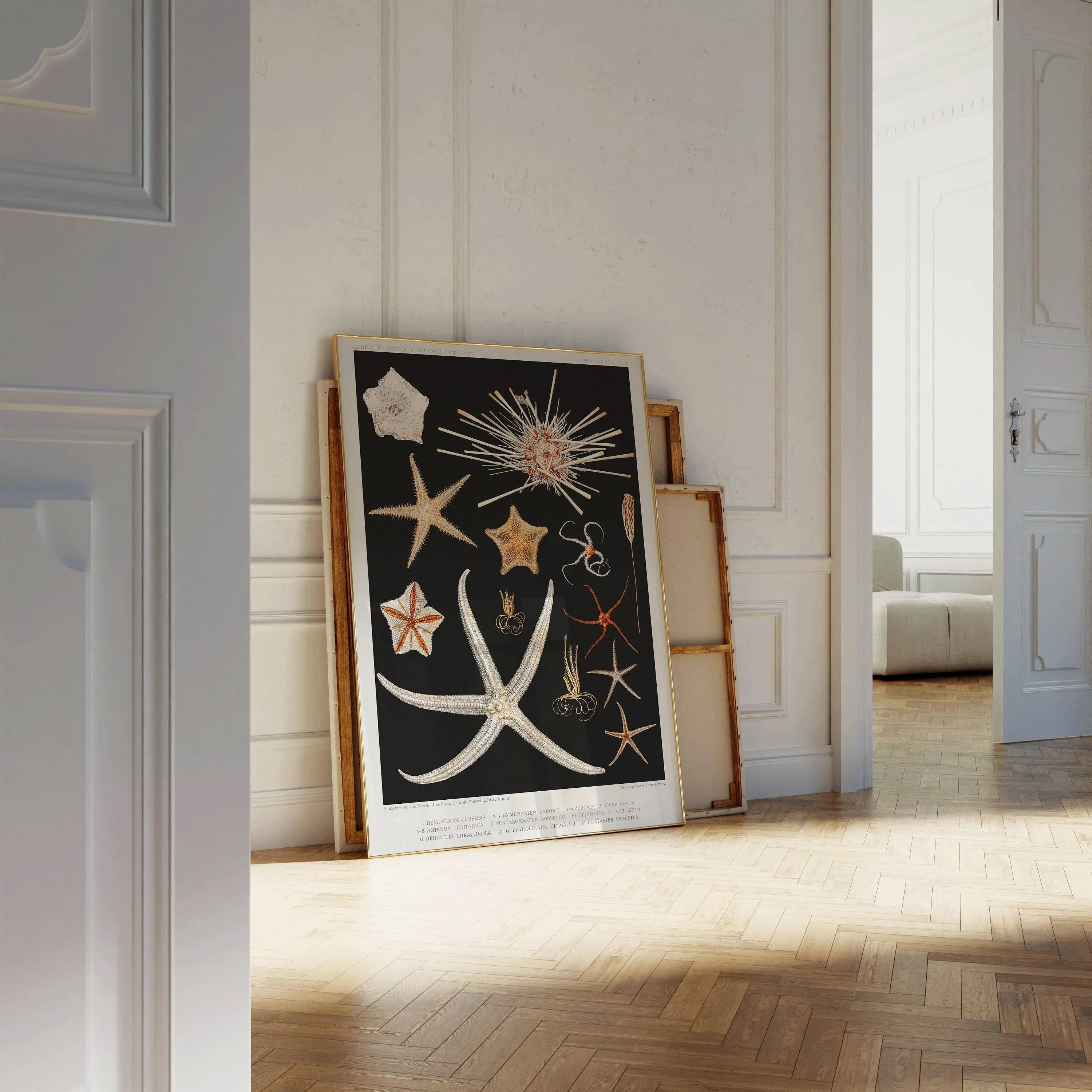 Prince Albert I - Starfish | Famous Marine Life Sketch Art in Black and White