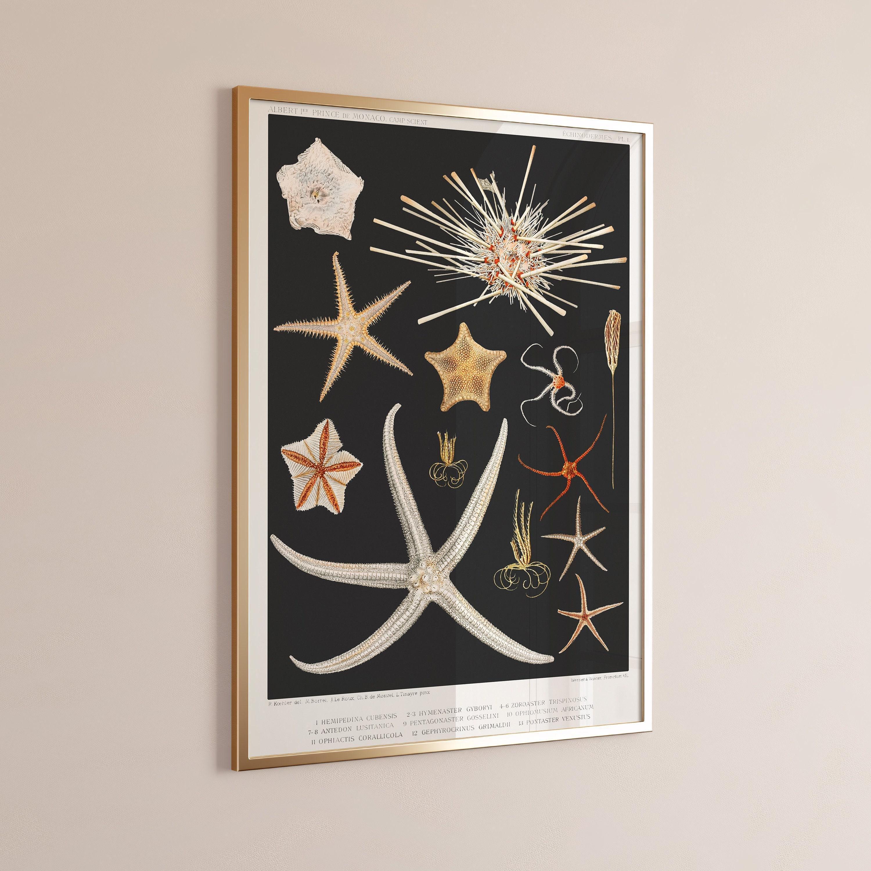 Starfish Print: Vintage Marine Life Sketch Art (Handframed or Unframed) - 9ArtPrints