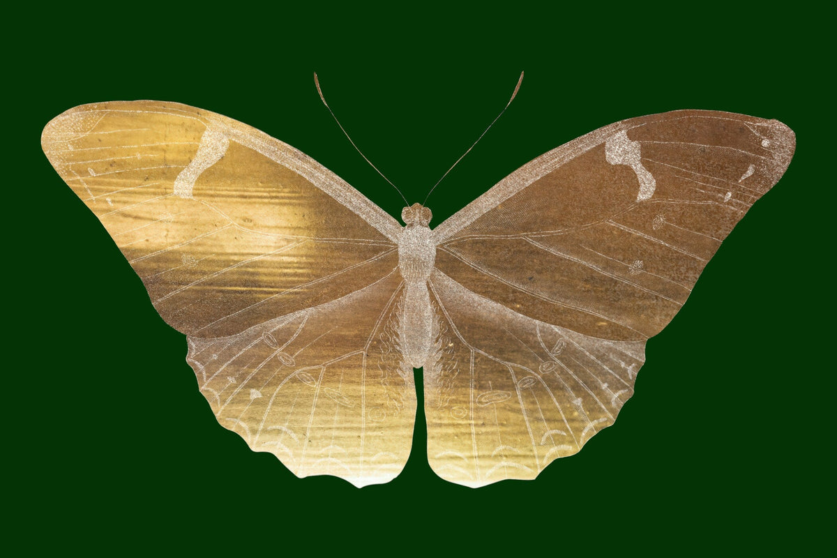 Vintage Illustration — Gold Butterfly | Fine Art Print - 9ArtPrints