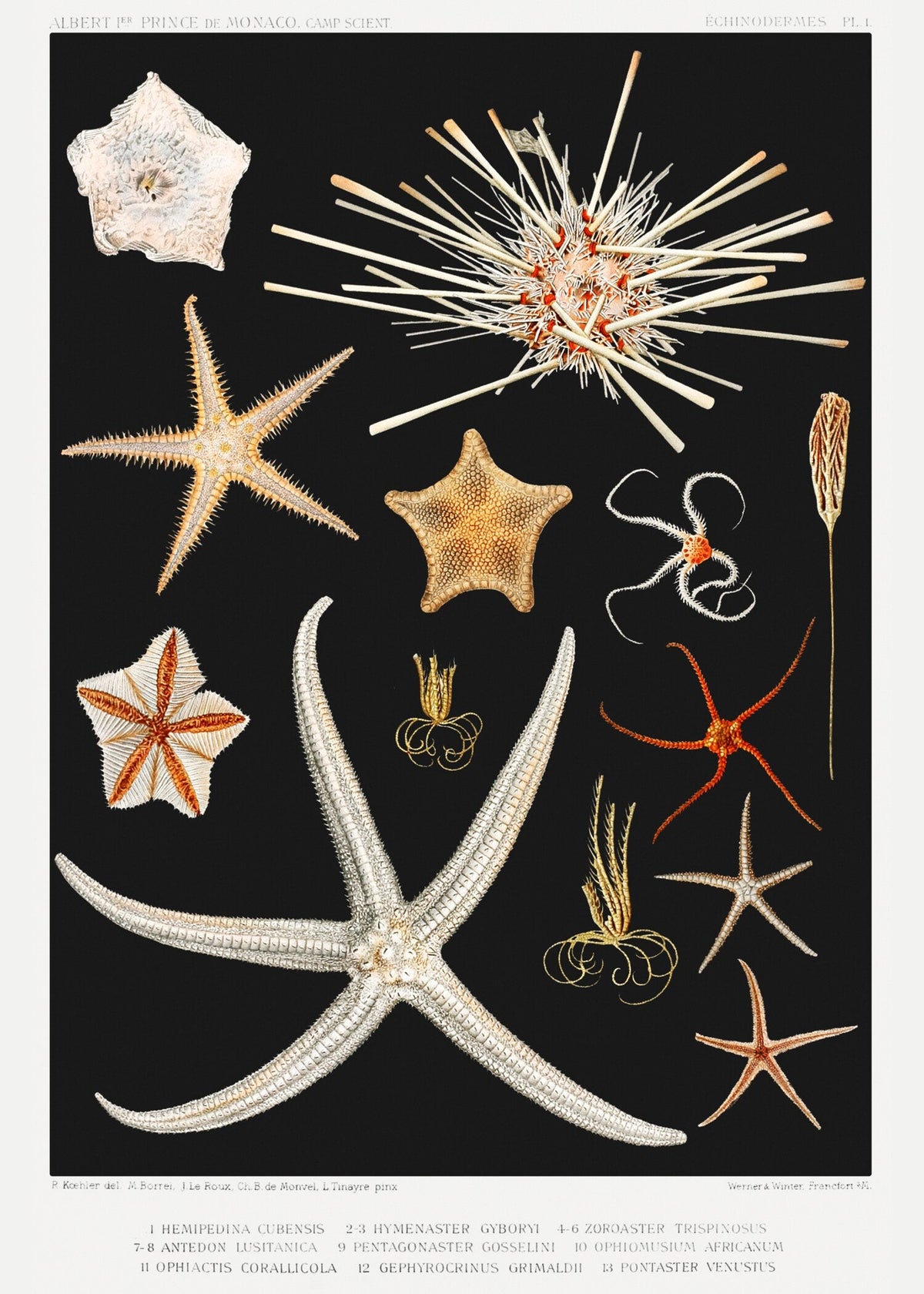 Vintage Illustration — Starfish | Fine Art Print - 9ArtPrints