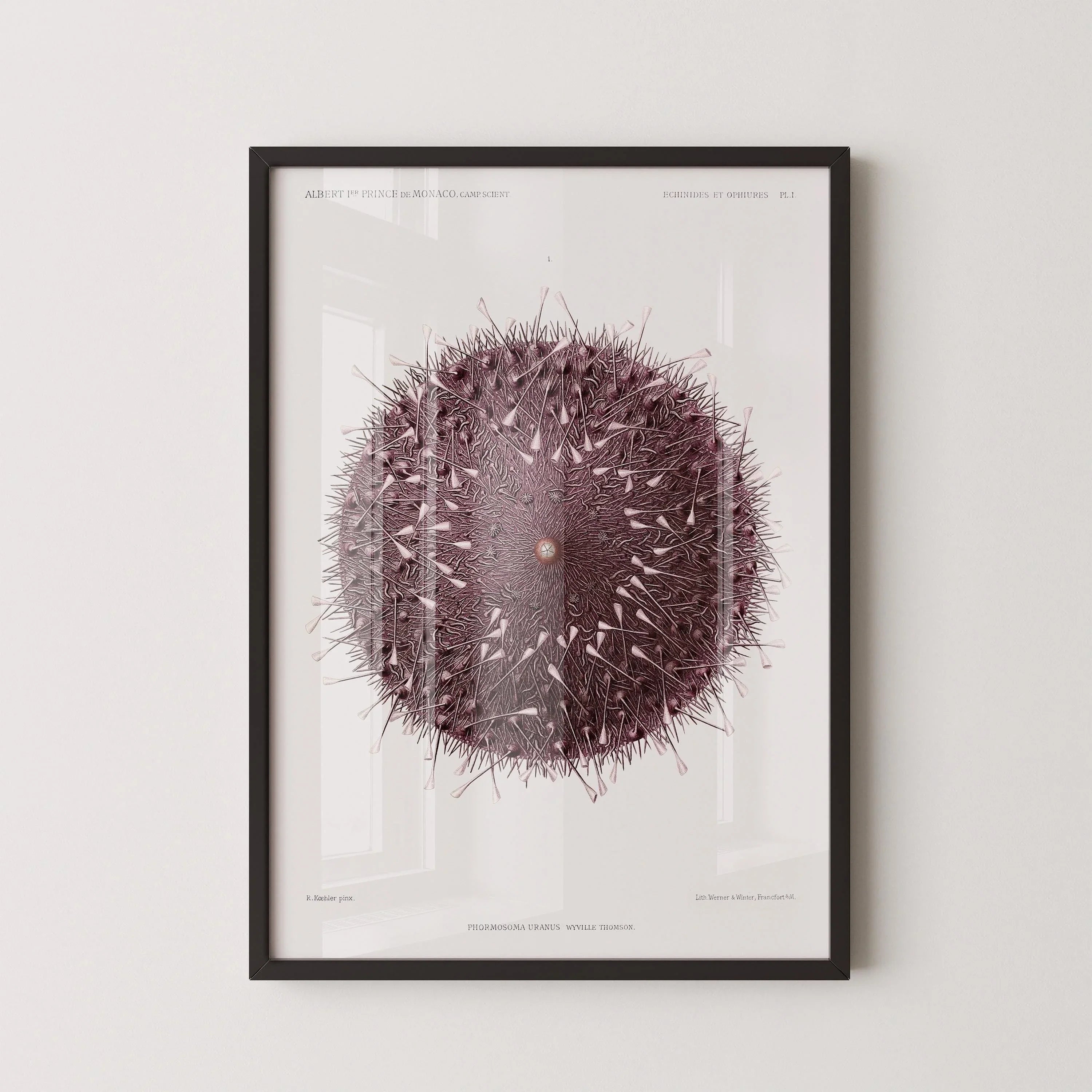 Vintage Sea Urchin Print: Prince Albert I Illustration, Marine Life Art - 9ArtPrints