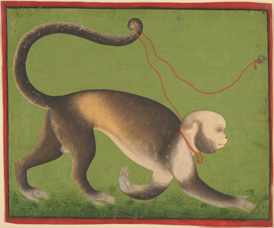 Stipple Master (attributed) — A Monumental Portrait of a Monkey | Indian Miniature Painting Print shown to scale on a wall above a sofa