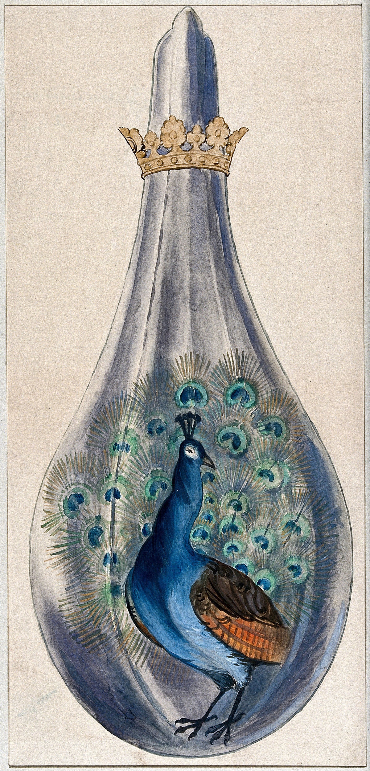 Splendor Solis — A Peacock in a Crowned Alchemical Flask | Illuminated Manuscript Print