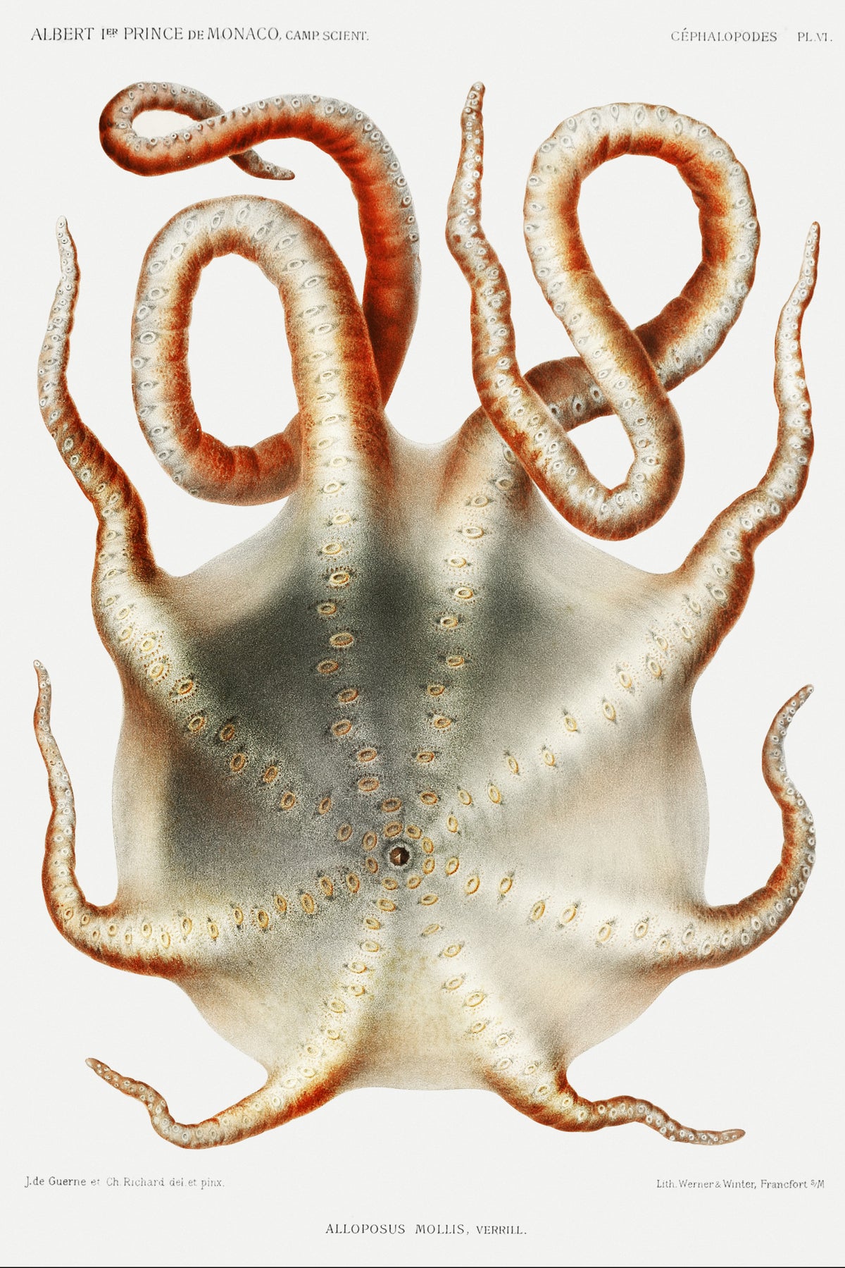 Jules de Guerne & Ch. Richard — Alloposus mollis | Scientific Illustration Print