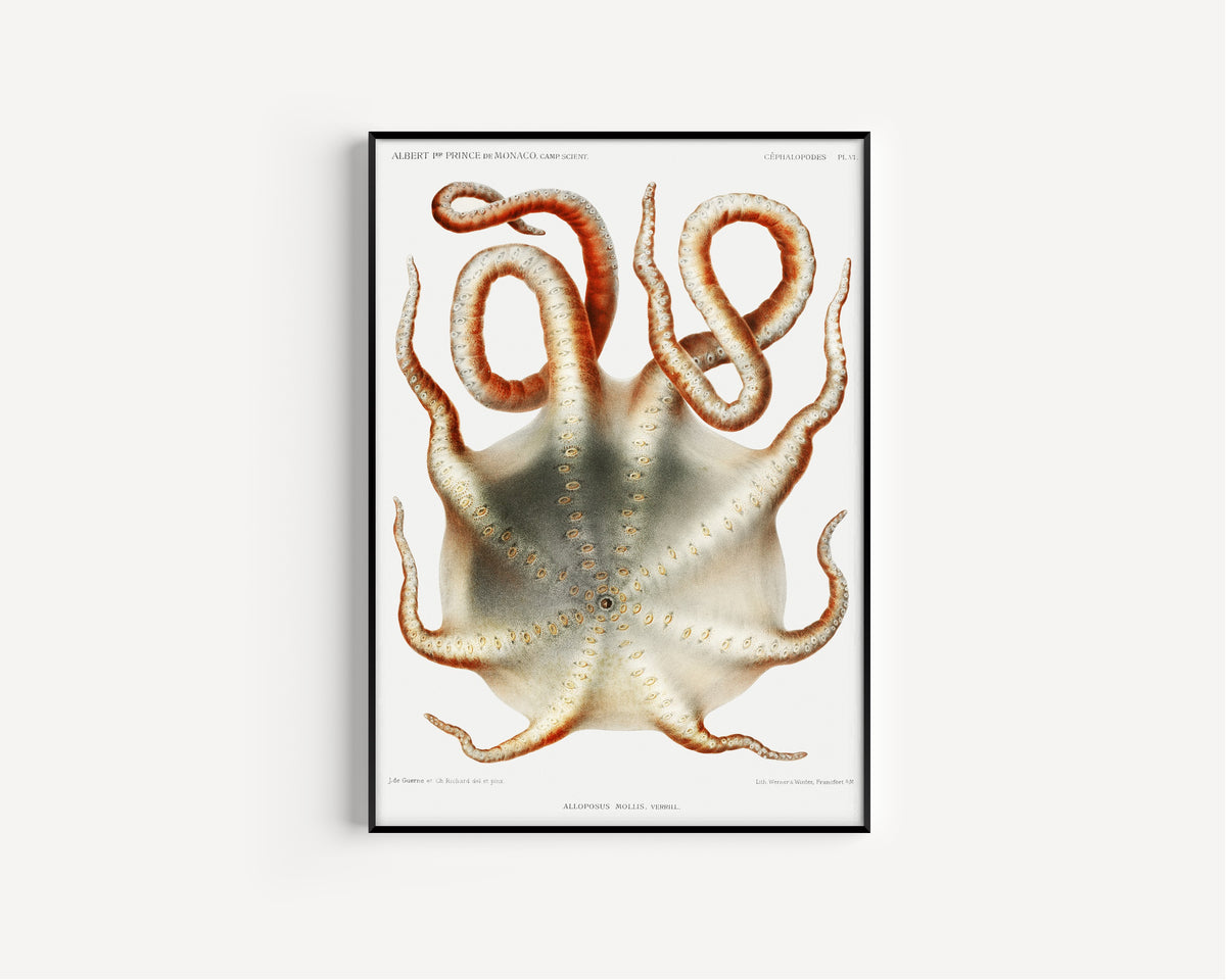Jules de Guerne & Ch. Richard — Alloposus mollis | Scientific Illustration Print