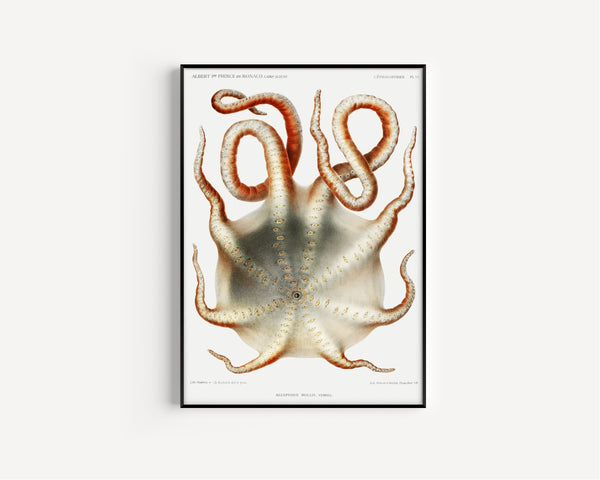 Jules de Guerne & Ch. Richard — Alloposus mollis | Scientific Illustration Print