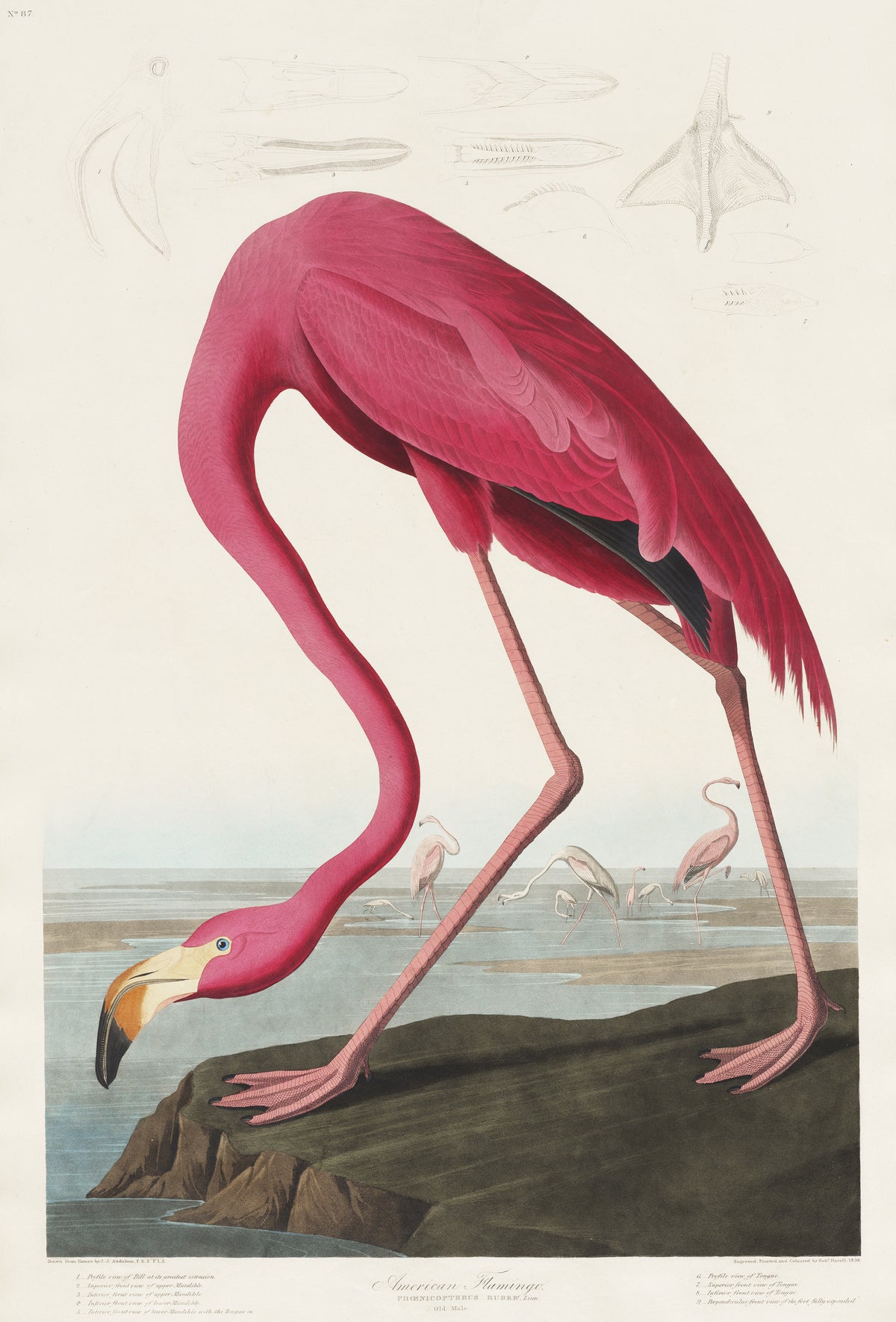 John James Audubon — American Flamingo | Natural History Print