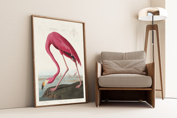 John James Audubon — American Flamingo | Natural History Print
