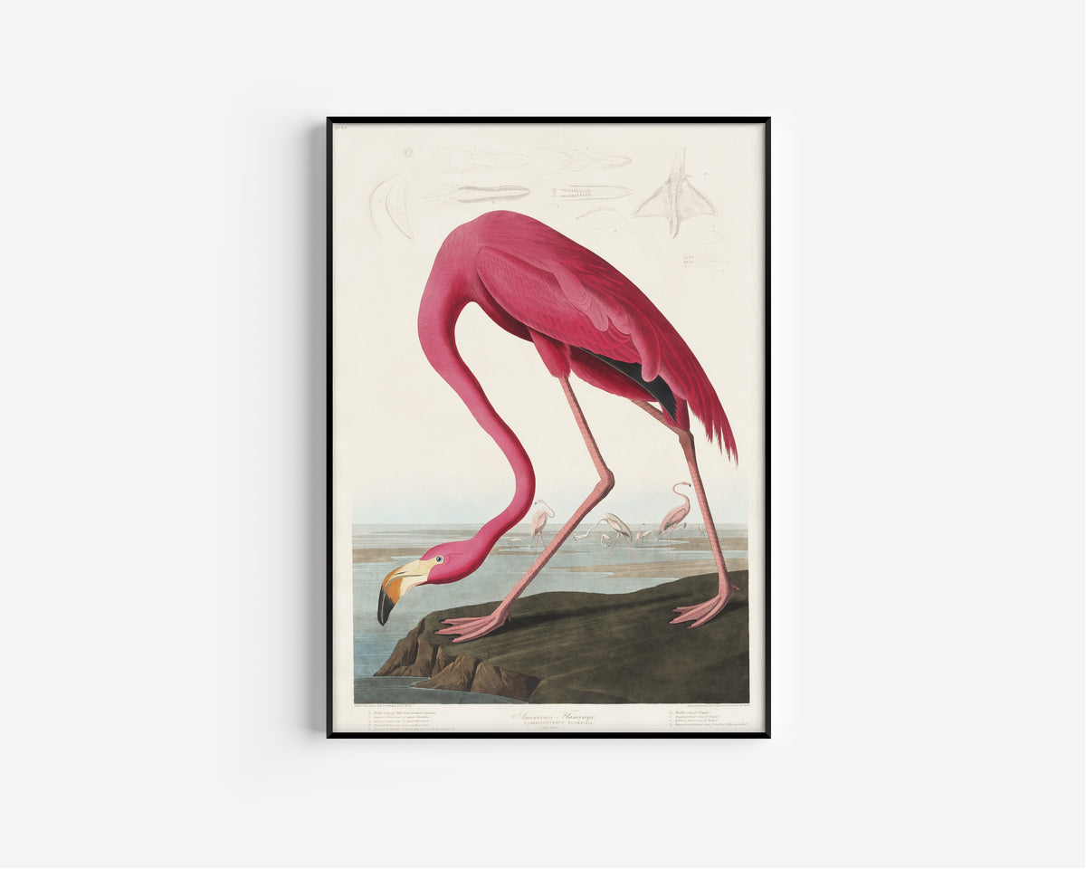 John James Audubon — American Flamingo | Natural History Print