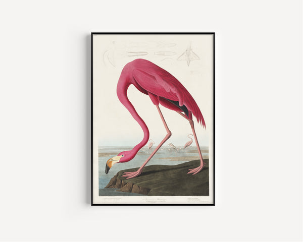 John James Audubon — American Flamingo | Natural History Print