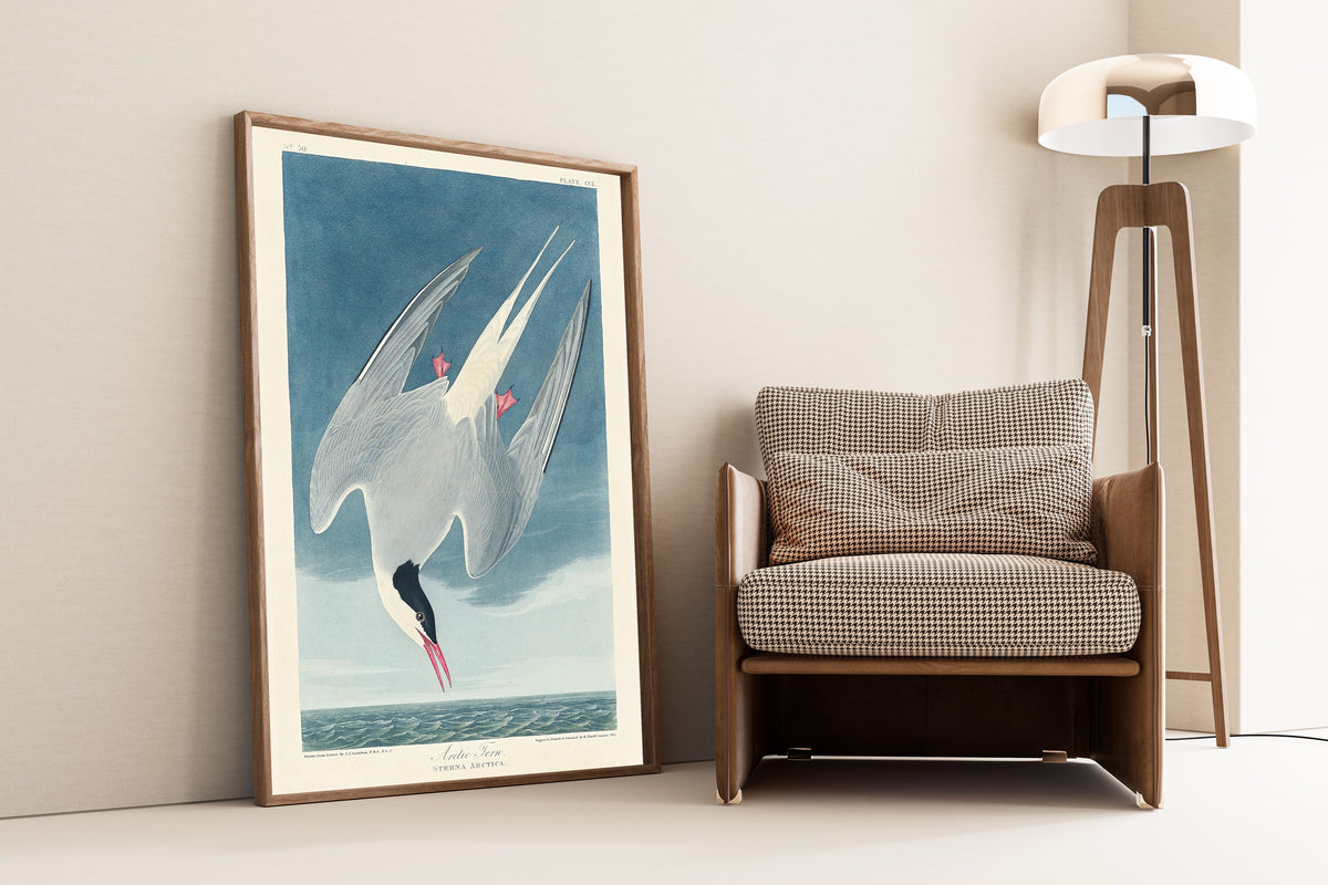 John James Audubon — Arctic Tern | Natural History Print