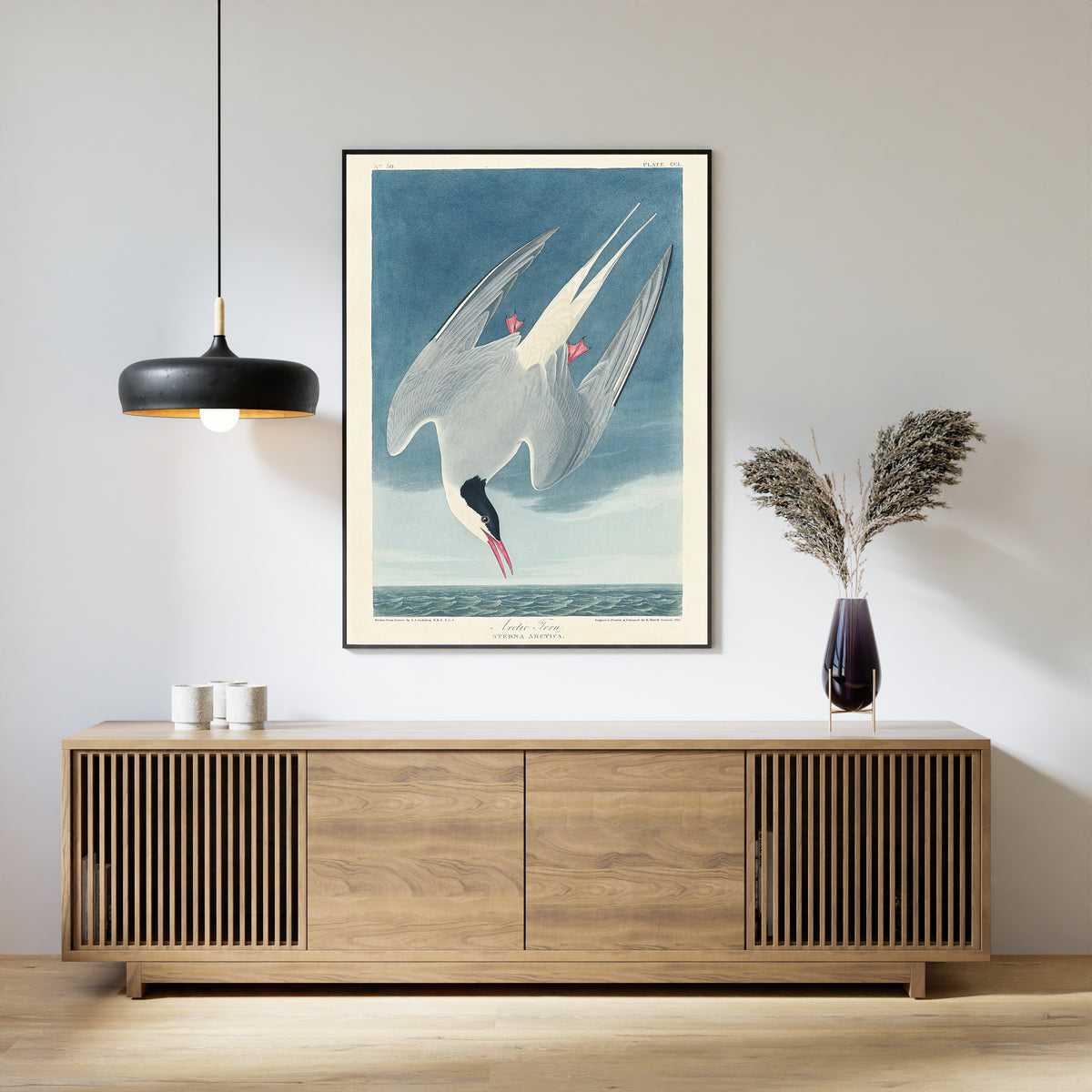 John James Audubon — Arctic Tern | Natural History Print