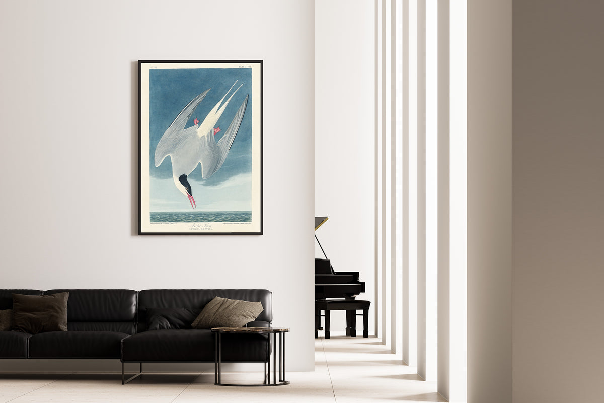 John James Audubon — Arctic Tern | Natural History Print