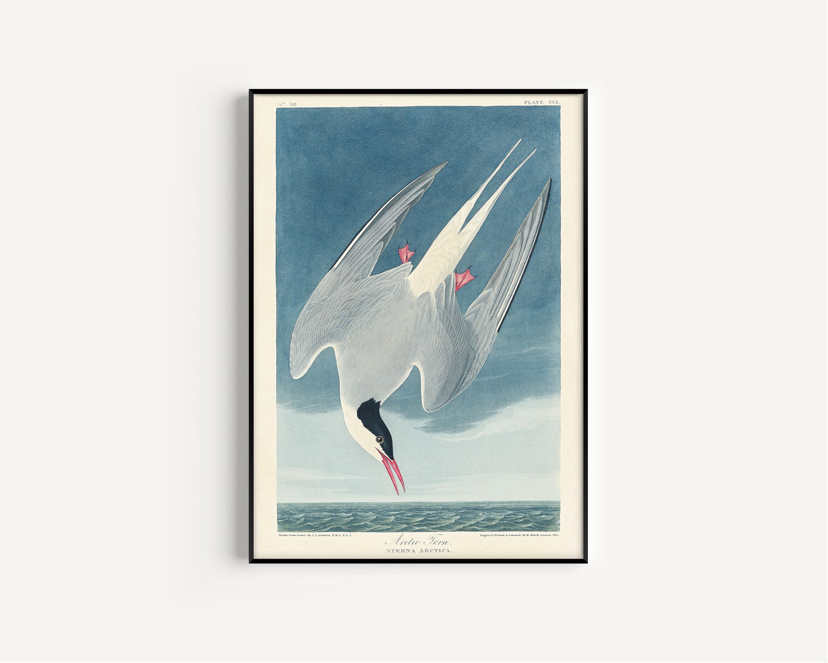 John James Audubon — Arctic Tern | Natural History Print