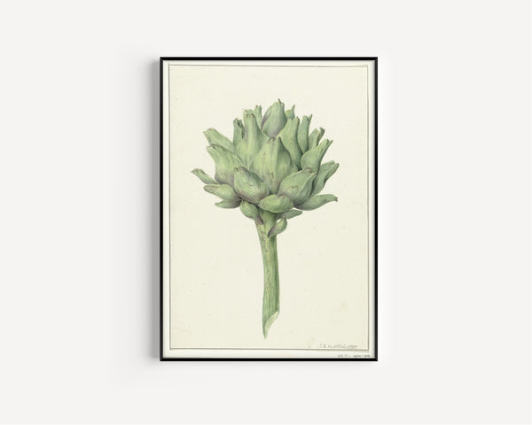 Jean Bernard — Artisjok (Artichoke) | Botanical Illustration Print