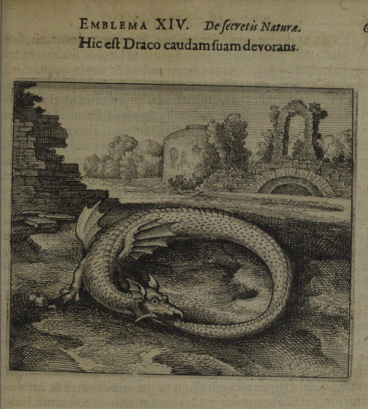 Michael Maier — Atalanta Fugiens, Emblem 14: This Is the Dragon That Devours Its Own Tail | Alchemical Engraving Print