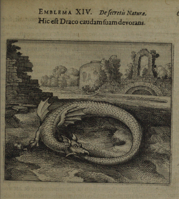 Michael Maier — Atalanta Fugiens, Emblem 14: This Is the Dragon That Devours Its Own Tail | Alchemical Engraving Print