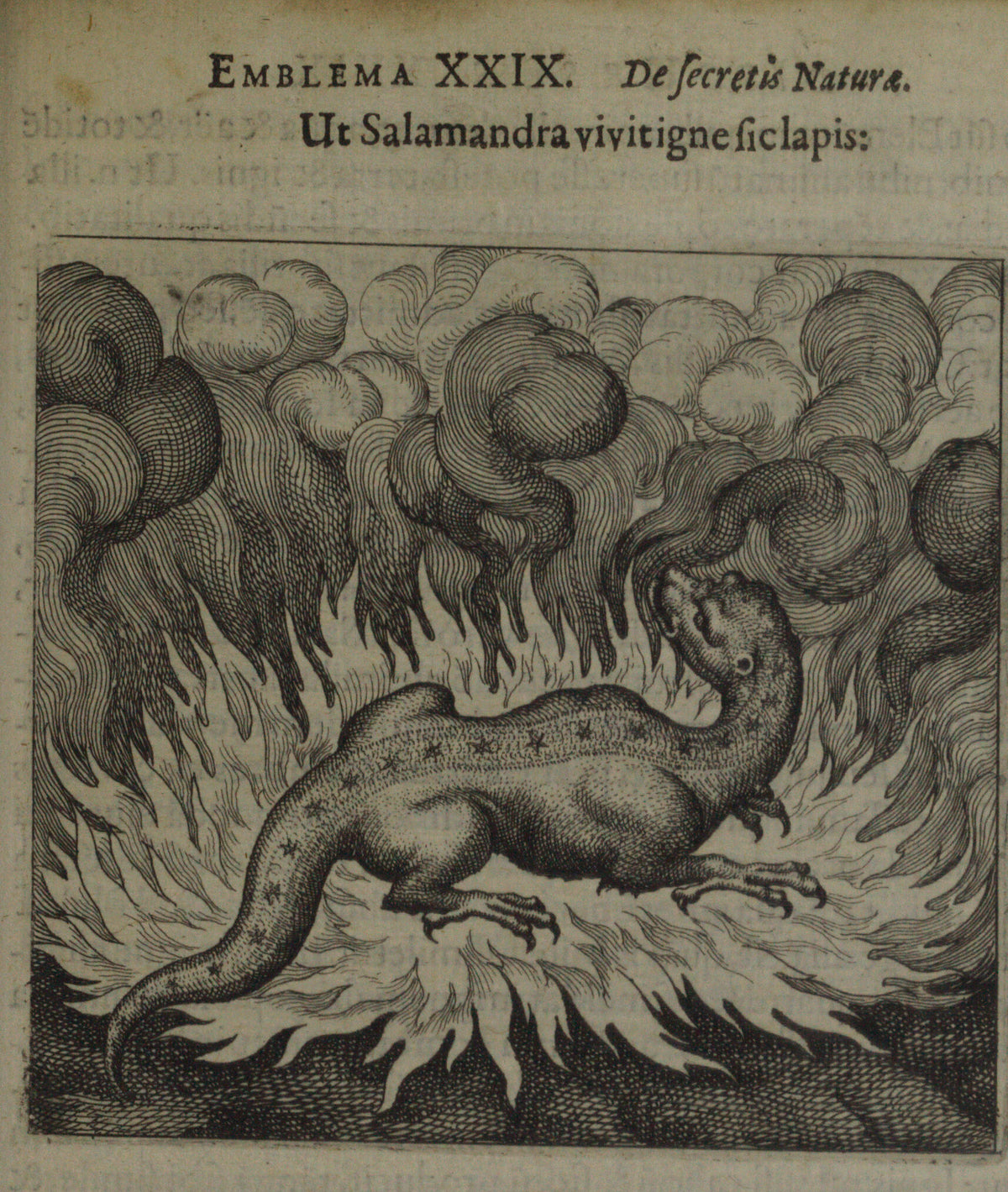 Michael Maier — Atalanta Fugiens, Emblem 29: As the Salamander Lives in Fire, So Does the Stone | Alchemical Engraving Print