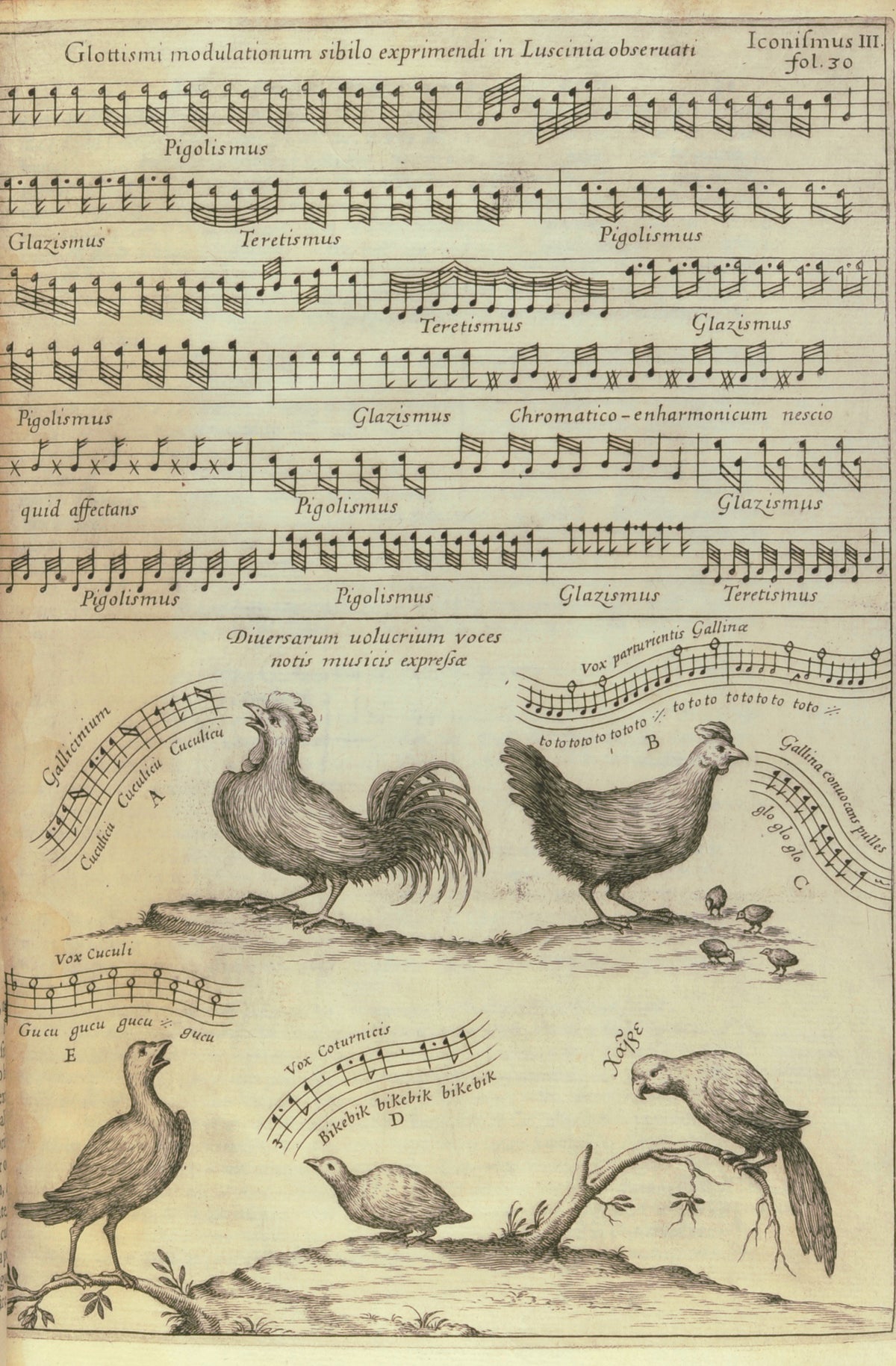 Birdsong Notated in Music (Musurgia Universalis) by Athanasius Kircher — A rooster, hen, cuckoo, quail and parrot sing in written notes