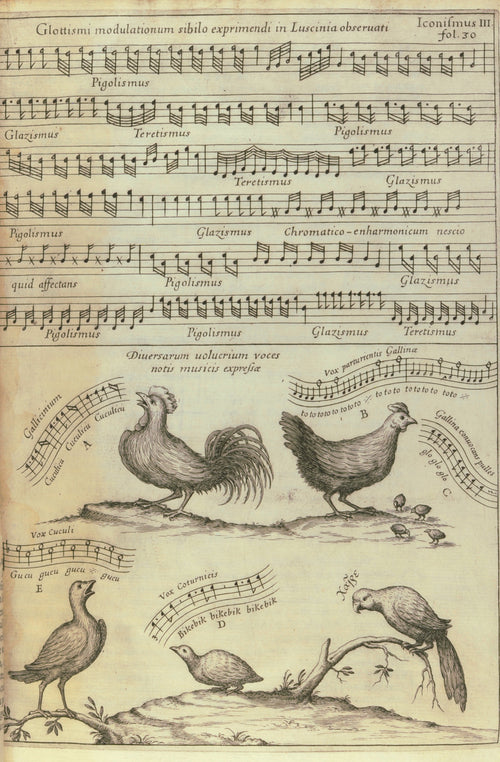 Birdsong Notated in Music (Musurgia Universalis) by Athanasius Kircher — A rooster, hen, cuckoo, quail and parrot sing in written notes