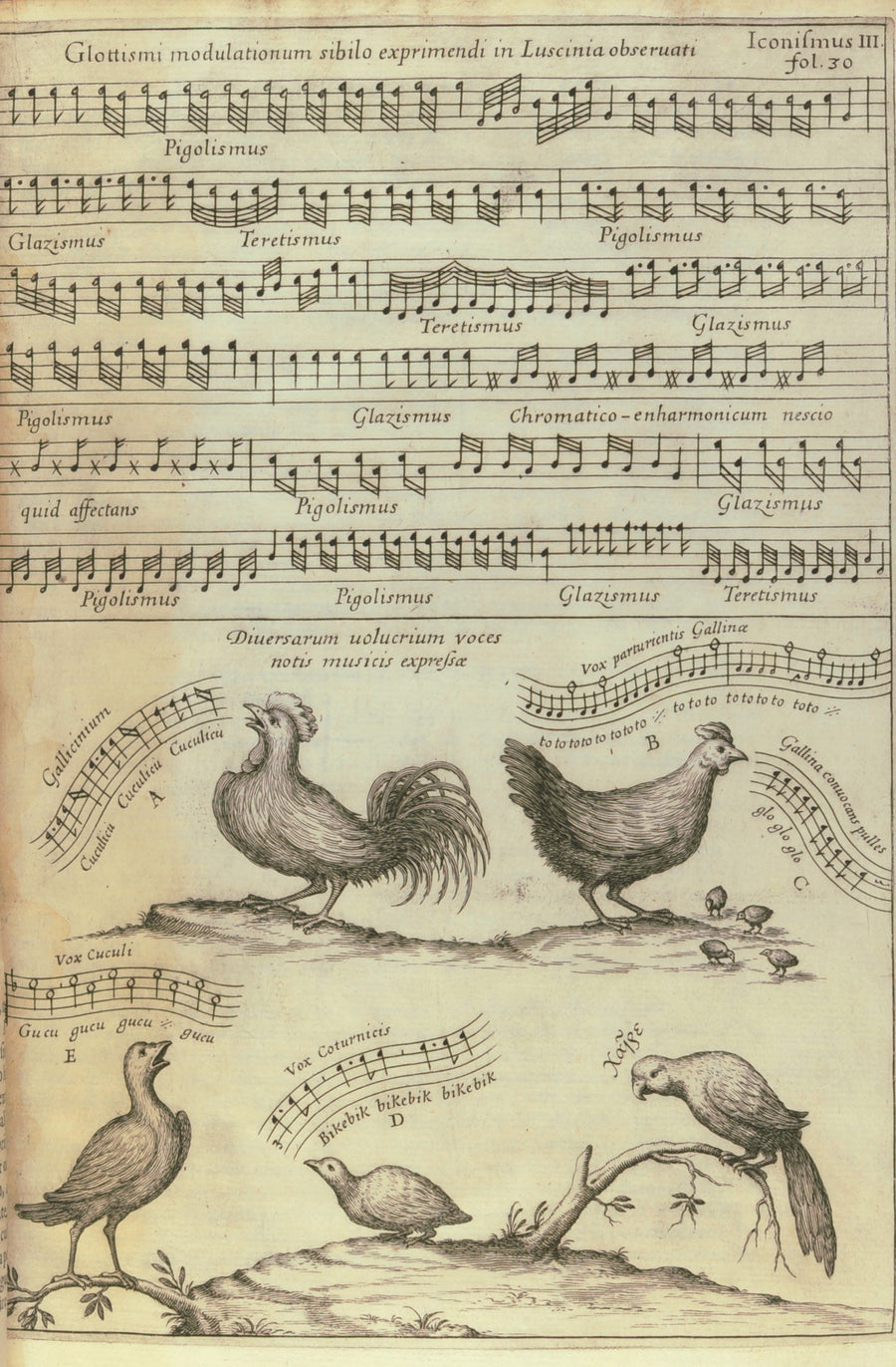 Athanasius Kircher — Birdsong Notated in Music (Musurgia Universalis) | Alchemical Engraving Print shown to scale on a wall above a sofa