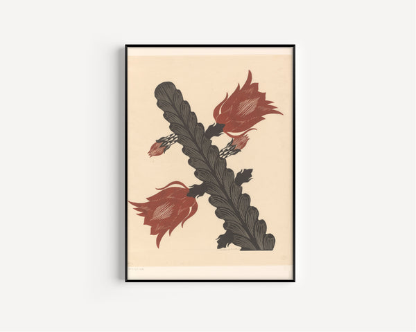 Samuel Jessurun de Mesquita — Bloeiende cactus (epiphyllum) [Flowering cactus] | Art Deco Woodcut Print