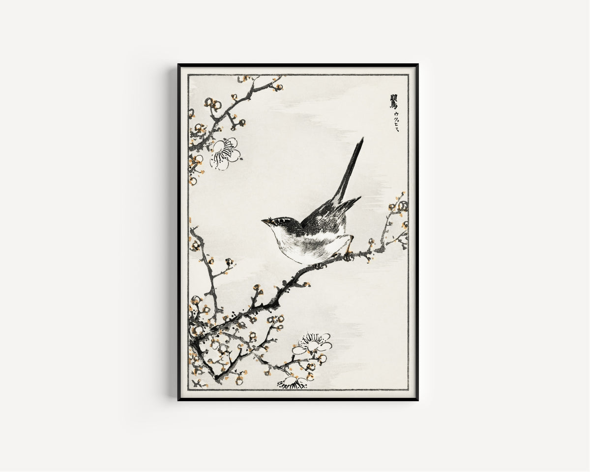 Numata Kashū — Bush-warbler and White Plum Tree | Japanese Bird & Flower Woodblock Print