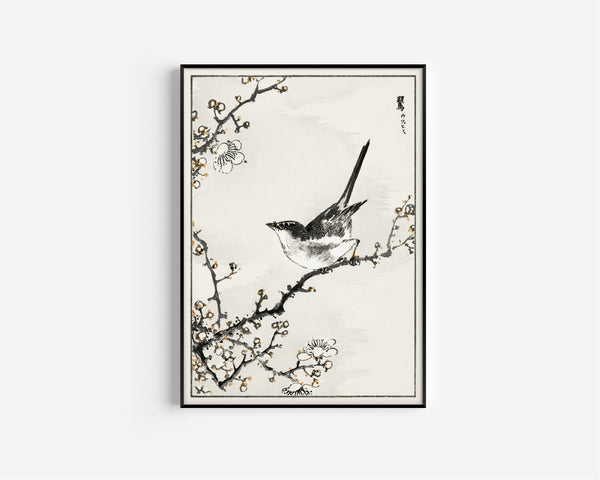 Numata Kashū — Bush-warbler and White Plum Tree | Japanese Bird & Flower Woodblock Print