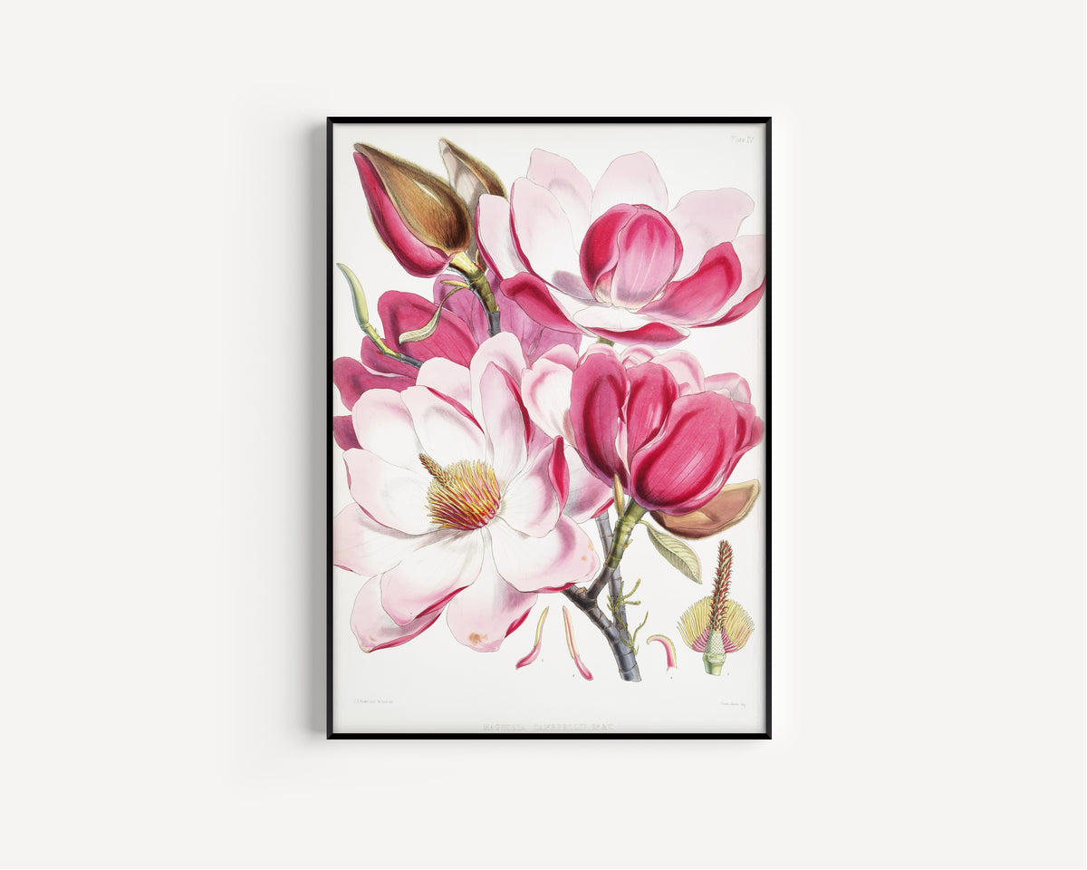 Walter Hood Fitch — Campbell's Magnolia (Magnolia campbellii) | Lithograph Print