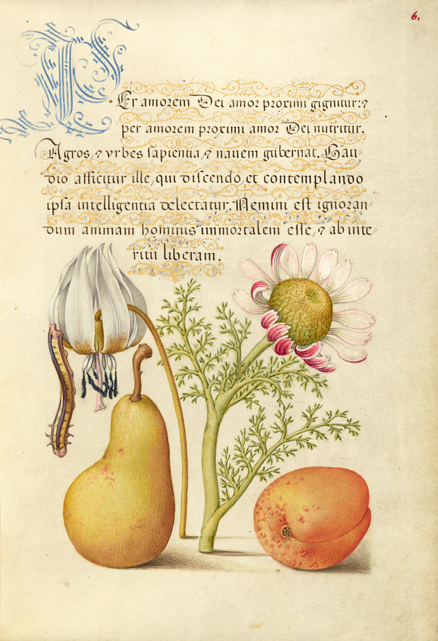 Joris Hoefnagel — Caterpillar, Dog-Tooth Violet, Pear, and Apricot | Botanical Calligraphy Print shown to scale on a wall above a sofa